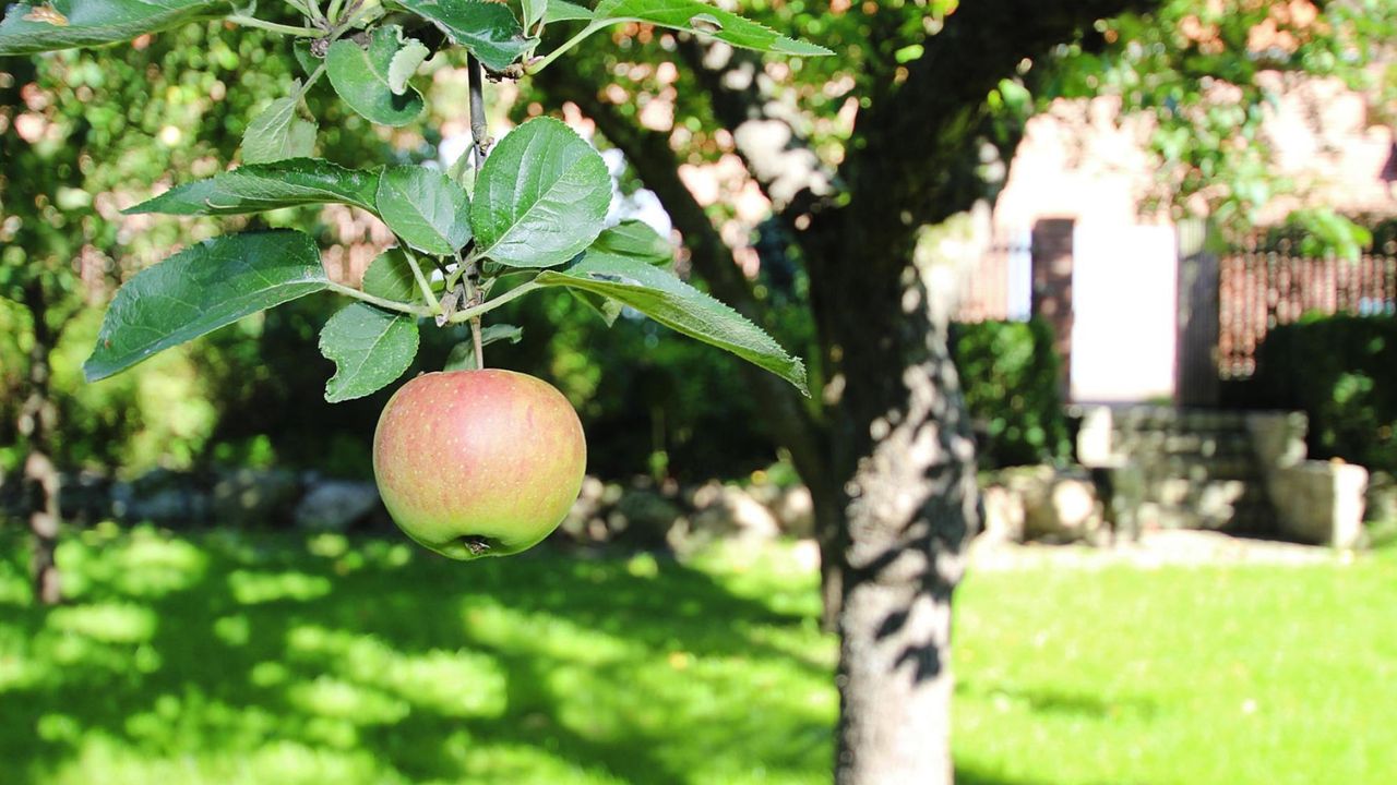 GardenSummer GardenSummer